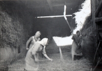 Threshing grain with flails in a barn in Jamnice. In the foreground is the mother of the  witness Aloisie Kleiblová, 1946