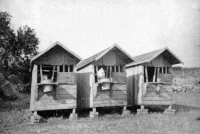 An experiment of the agricultural cooperative farm in Bušovice from the 1950s called aerial rearing of calves