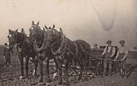 Team of three horses during beet sowing in František Tomášů's field. The beets could be fertilised at the same time