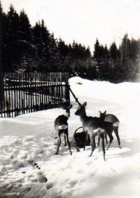 A tamed deer family in Zlatá Studna in 1950
