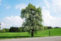 Památná hrušeň. Jediný strom, který přežil nacistické řádění (zdroj: Klára Kučerová)