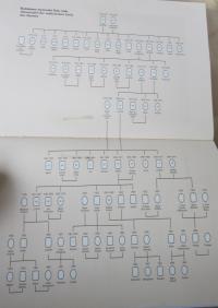 Family tree of the Moravian line of the Belcredi family