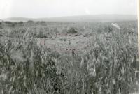 Rye field near Bolíkovice, where her brother Antonín Plichta was killed