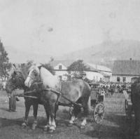 Horses at an exhibition in Kdyně, 1942
