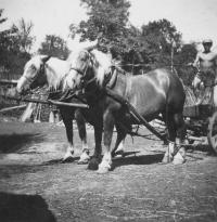 Horses in the yard in Úboč, 1942