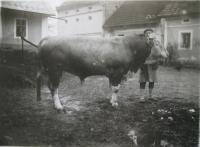 Father with the breeding bull