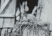 12 - Grandma rabbits - Kamenice 1939
