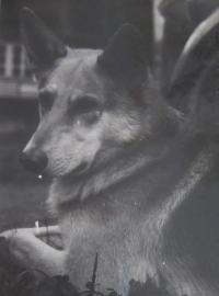 Dog Rit, which after the arrest of a father shot and killed a German soldier