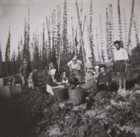 Harvesting hops in 1948