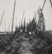 Harvesting hops in 1948