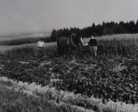 Ploughing the croft