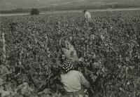 Wine harvest on the State Farm in Dolní Dunajovice in 1978