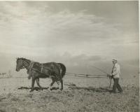 Osvald Rerych vláčí s koňmi 1943