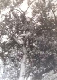 Heinz Prossnitz in a tree. Garden of the Jewish hospital for mentally handicapped