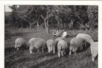 Jan Princ is shepherding sheeps at the farm in Mastířovice