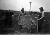 Farming in Řitka, 1954