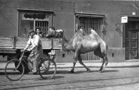 Josef Svoboda / left on the car body / as an employee of the Brno ZOO assists in the transport of a camel from the railway station in Brno