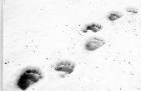 Traces of a polar bear at a base in Truel's Lowland / Canada