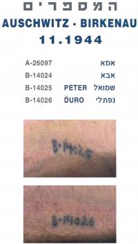 Record of tatoo in Auschwitz