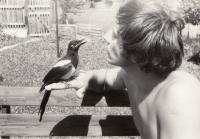 With a tame magpie, 1990