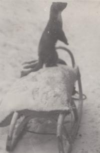 The witness’s tame marten, which he remembers fondly, 1960s