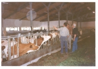 Krávy v břežanském statku