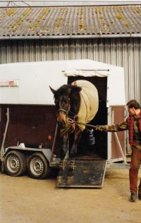 When transporting horses
